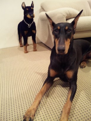 布袋寅泰ドーベルマンぬいぐるみ 布袋寅泰 ドーベルマン ぬいぐるみ ギタリズム柄 DOBERMAN TOUR